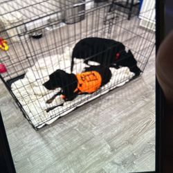 Dog Kennels 