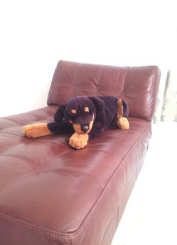 Rottweiler stuff dog