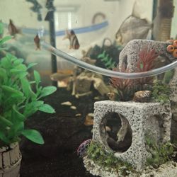 Complete Fish Setup