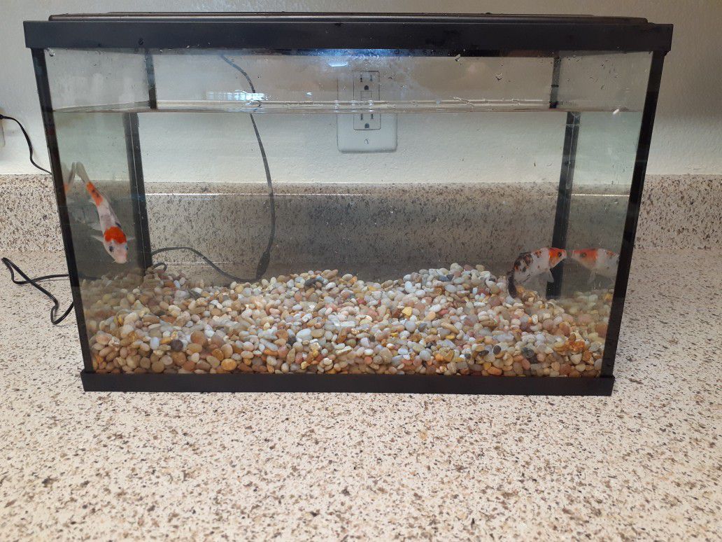 Koi fish/ fish tank 5 gallon