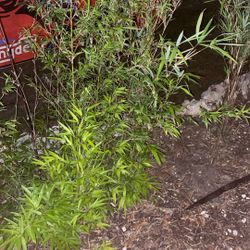 Bamboo Sold N Installed