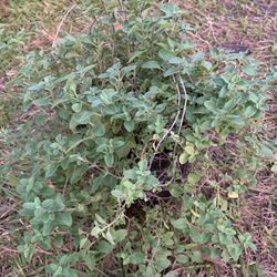 Oregano Plant(1 Galon Pot)