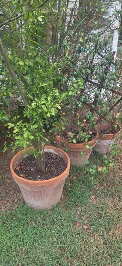 Plants