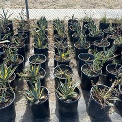 Agave Plants