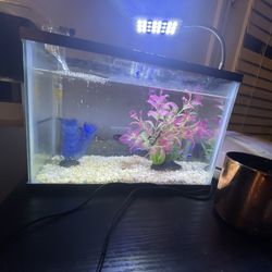 Used- Fish Tank Starter Set