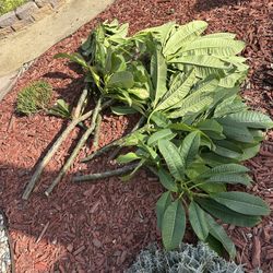 Plumeria Clippings
