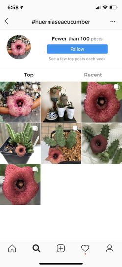 Huernia sea cucumber