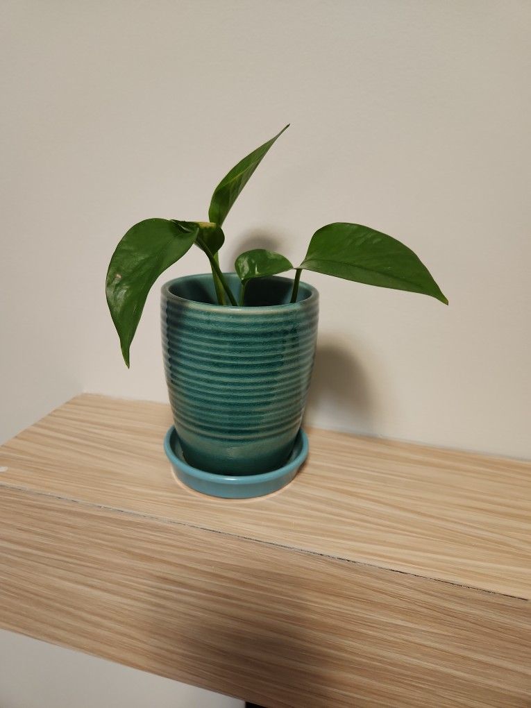 Pothos