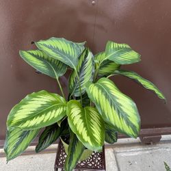 6” Calathea Beauty Star