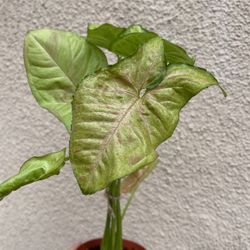 Beautiful Pink Splash Confetti Syngonium Plant