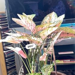 Chinese Evergreen Potted Plant live