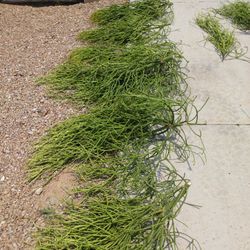 Firestick Cuttings