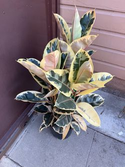Variegated rubber plant in 10” pot (40” tall )