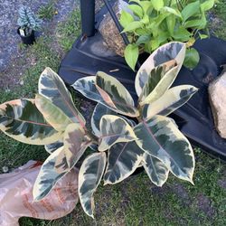 Tineke Rubber Tree Plant!! ONLY $35!!