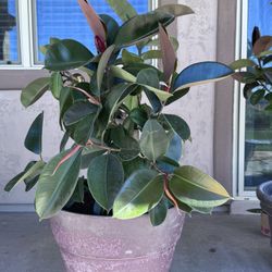 Mature Patio Rubber Plant