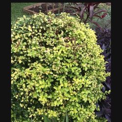 Ligustrum Sunshine Shrub 1 Extra Large 3 Gallon Plant | Lustrous Garden Shrub
