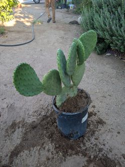 $20.  Nopal