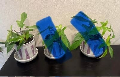 Philodendron-Florida Ghost