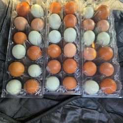 Hatching Eggs 
