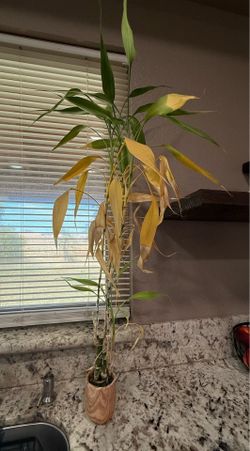 Free plant