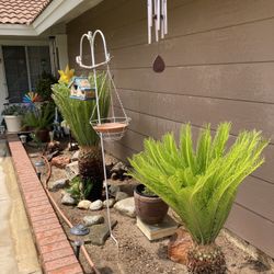 Sago’s ( Females )