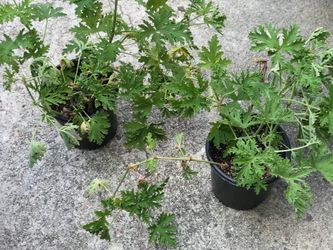 $5 Citronella plant￼