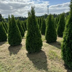Privacy Tree Sale FREE DELIVERY! Emerald Green & Green Giants 