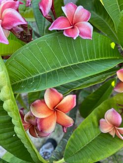 Very healthy plumeria plants