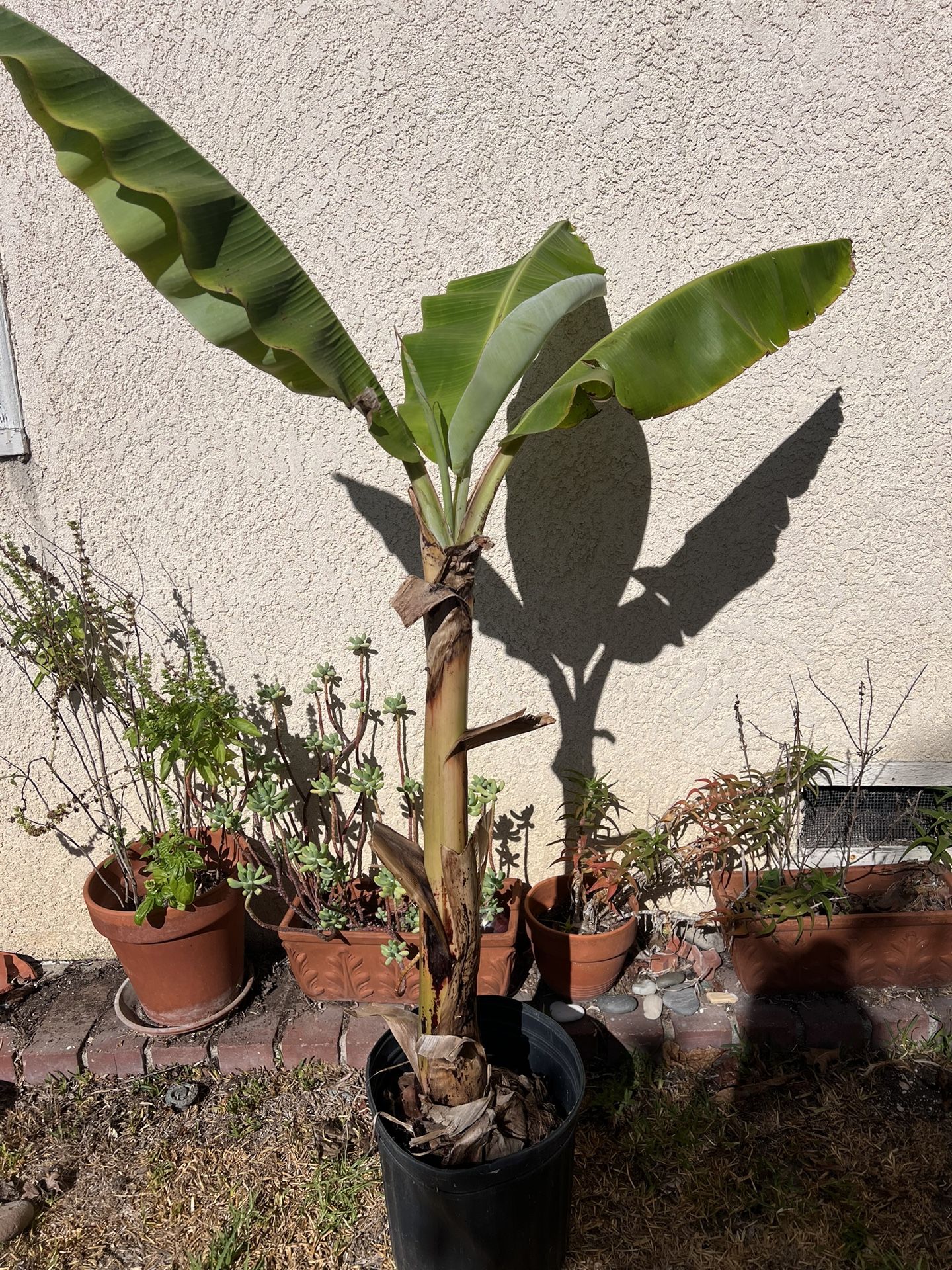 Raja puri Banana Tree 5 Ft w/ Pups