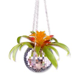 Disco Pot