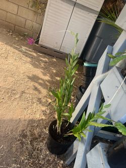 Epidendrum orchid