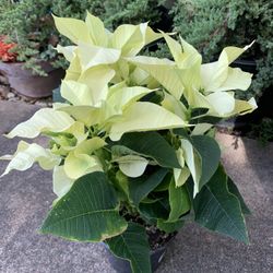 White Poinsettia Plant 