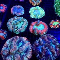🔥CORALS DECORATIONS FOR MARINE TANK OVER 500 CORALS IN STOCK PICK-UP - DELIVERY - SHIP