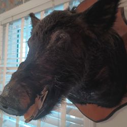 Wild Boar Mount 