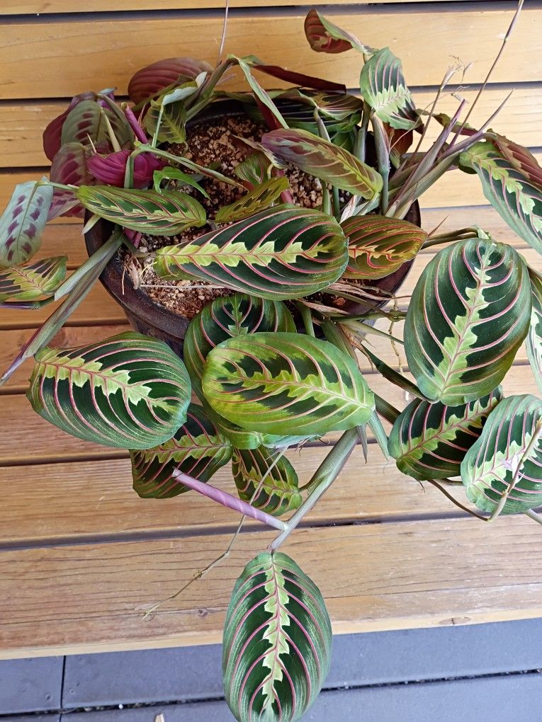 LOVELY PLANT 😍🌺