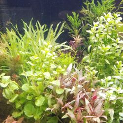 Aquatic plants,nano fish and aquascape materials