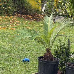 Sago Palm 