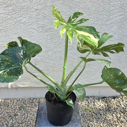 Monstera Thai Constellation