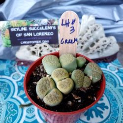 RARE SUCCULENTS LITHOPS ETC IN SAN LORENZO. CALIF  