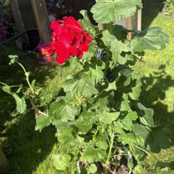 Giant 4ft Tall Geranium In Bloom!