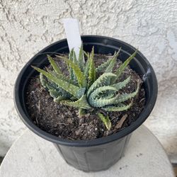 1 Gallon Pot of Succulent Plant - Hedgehog Aloe - Aloe Humilis - Established & Rooted - Drought Resistant - 🪴