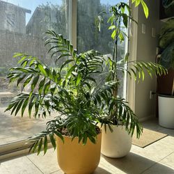 easyplant© Self-Watering Parlor Palm & Money Tree (just fill once a month!)