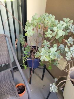 Succulent plant
