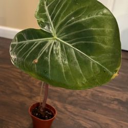 Alocasia Pink Dragon Plant (read Description )