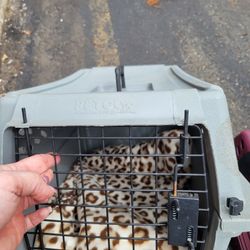 Small Animal Carrier 