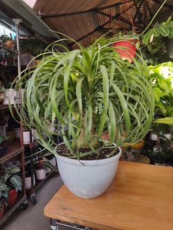 Ponytail Palm