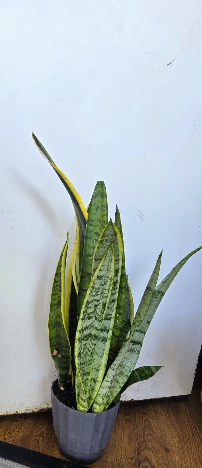 Plant 