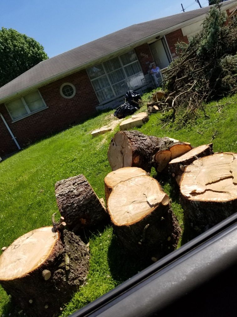 Free firewood-affton