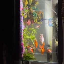 55 Gallon Fish Tank 