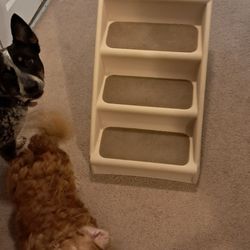 Pet Steps